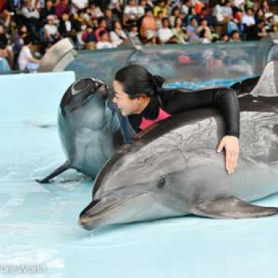 アドベンチャーワールドのイルカショー