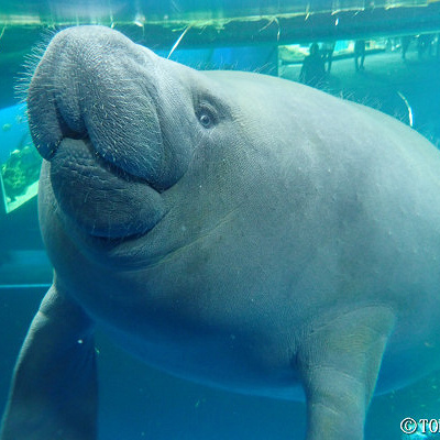 アフリカマナティー