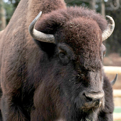 アメリカバイソン