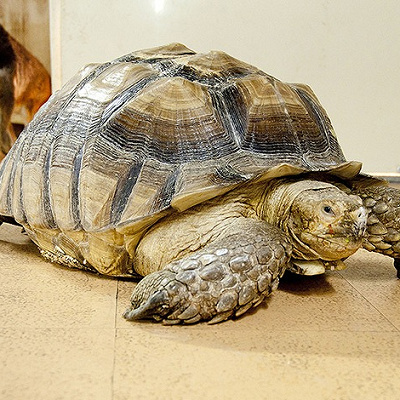 どうぶつハグハグたうんのリクガメ