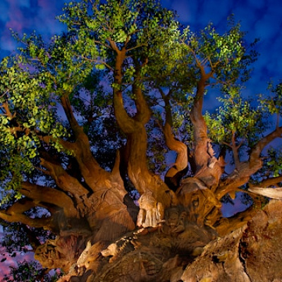 アニマルキングダム