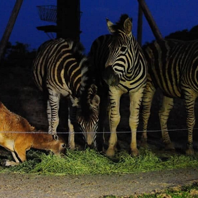 夜の動物たちの様子