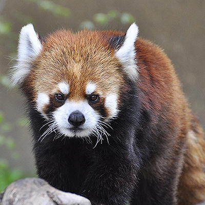 ひらかたパークの動物達
