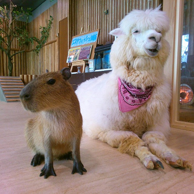 天保山アニパの動物たち