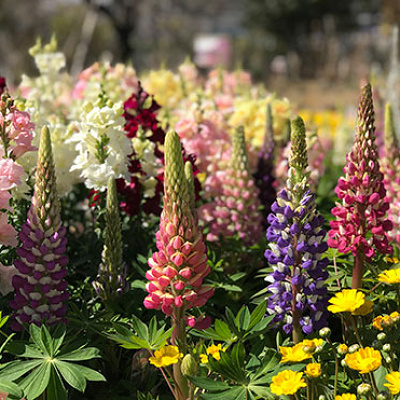 あしかがフラワーパークは花の咲き方によってチケット料金や営業時間が変わります