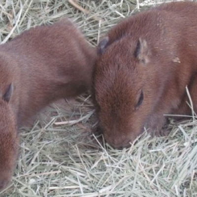 カピバラの赤ちゃん