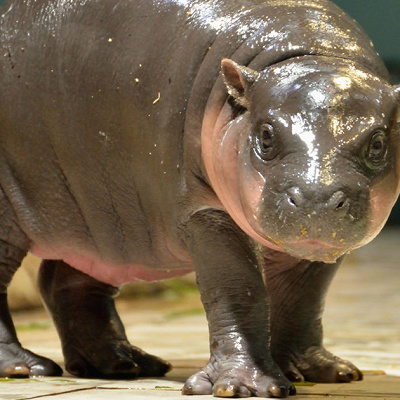 6月に生まれたカバの赤ちゃん