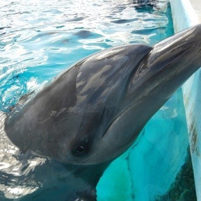 バンドウイルカのマール