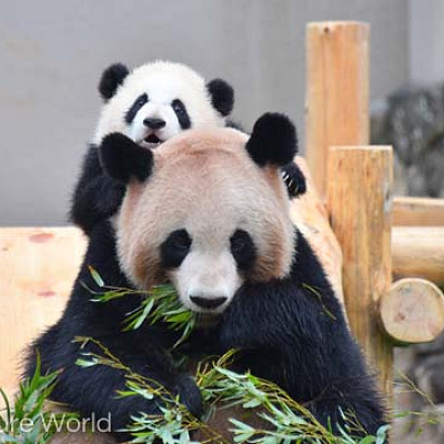 ブリーディングセンター（夫婦パンダ・赤ちゃんパンダ）
