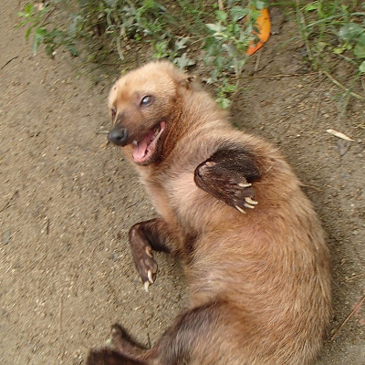 京都市動物園のヤブイヌ
