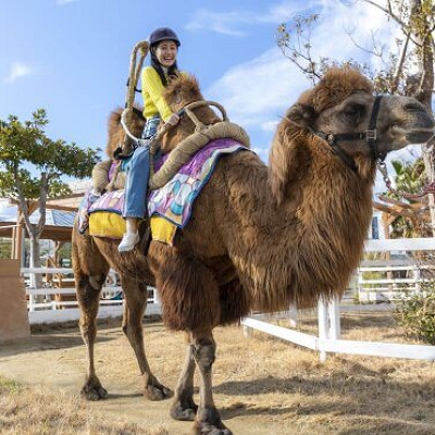 ラクダライド