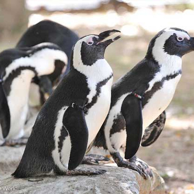 ケープペンギン