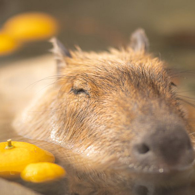 カピバラのお風呂