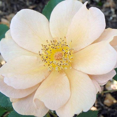 Charlie Brown(チャーリー・ブラウン)