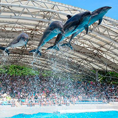 美ら海水族館のイルカショー