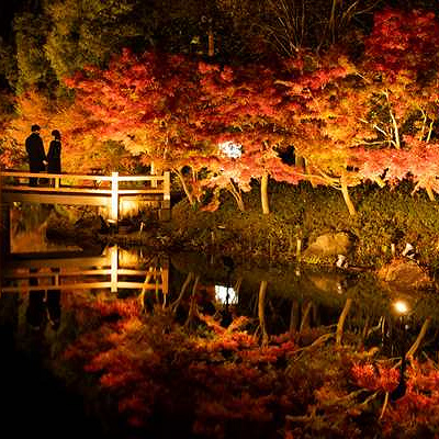 光と紅葉の共演
