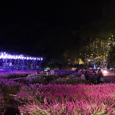 光と花のコラボレーション