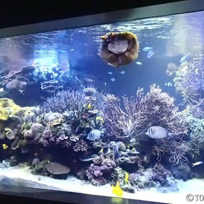 サンゴ礁の水槽