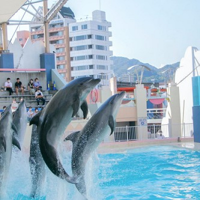 イルカライブ