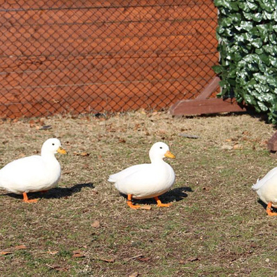 ふれあいゾーンのアヒルの行進