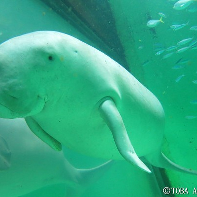 鳥羽水族館のジュゴン