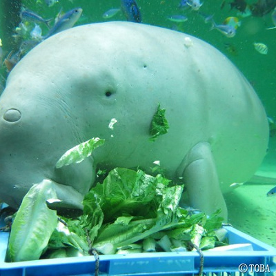 鳥羽水族館のジュゴン「セレナ」| キャステル | CASTEL
