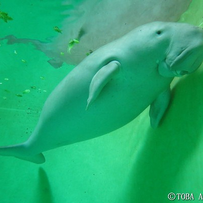 水面に浮かぶジュゴン