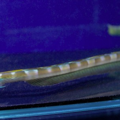 ウナギギンポ