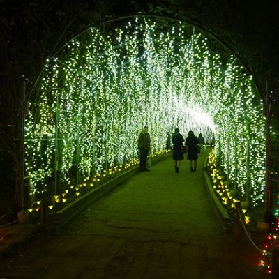 藤とイルミネーションのコラボが楽しめます