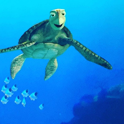 タートル・トークを楽しもう