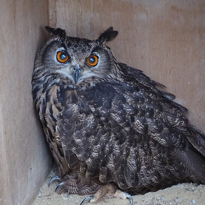 京都市動物園のワシミミズク
