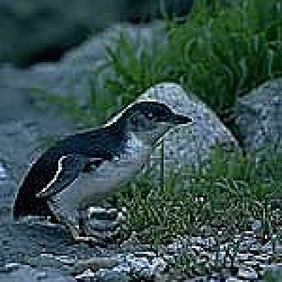 フェアリーペンギン