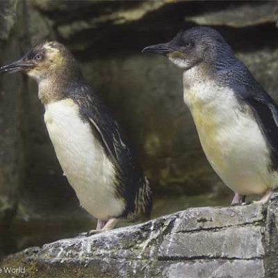 フェアリーペンギン