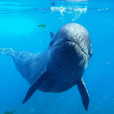 オキゴンドウのサン