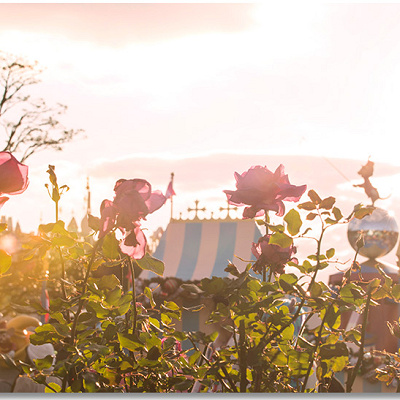 ディズニーランドローズの特徴