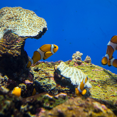 ファインディング・ニモ