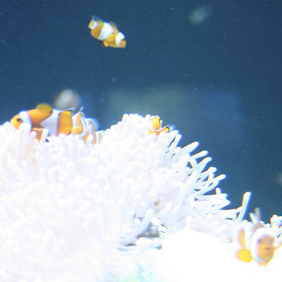 ファインディング・ニモ