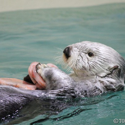 プカプカ浮かぶメイ