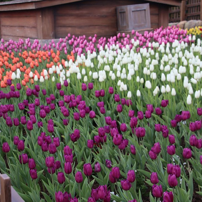 ザンビ前周辺の花壇