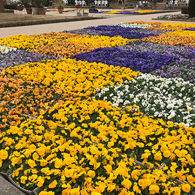 フラワーステージ