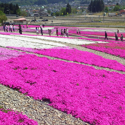 花と緑と遊季の里の芝桜