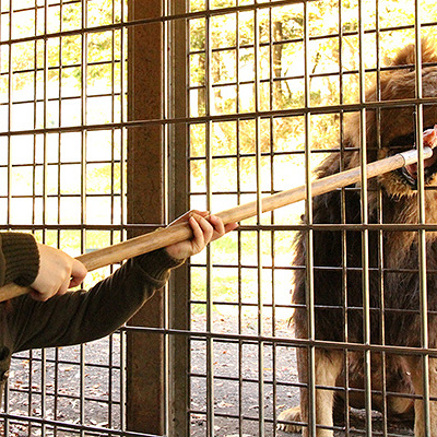 富士サファリパークのホテル
