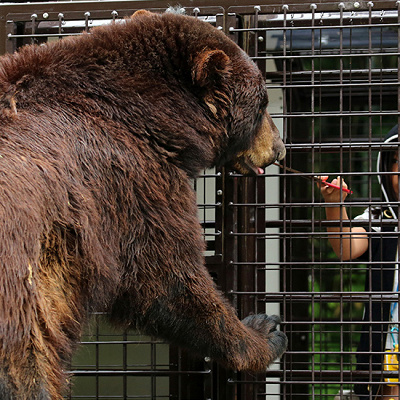 富士サファリパーク