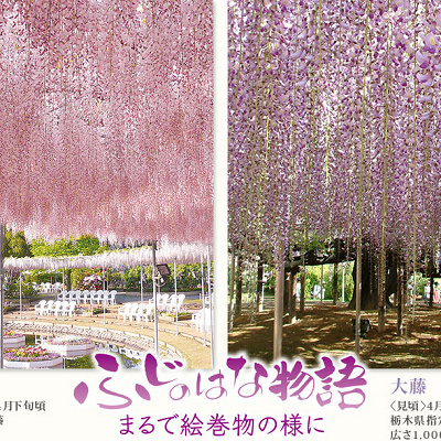 あしかがフラワーパークのふじのはな物語