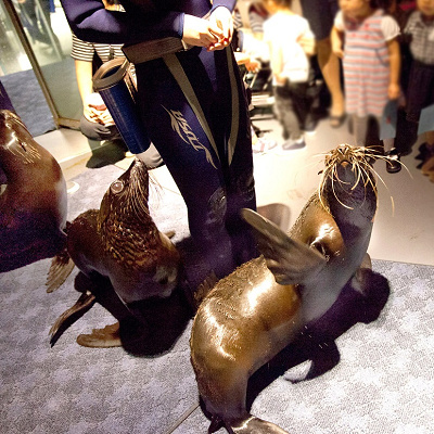 オットセイとトリックオアトリート！