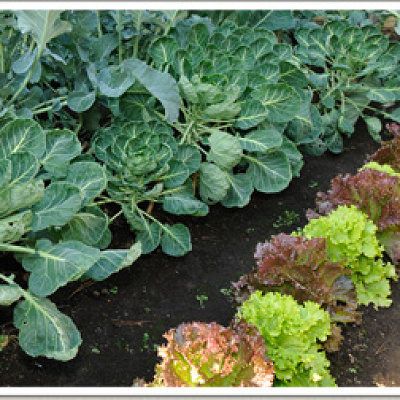 ガーデンレタス(収穫期：4月～7月、11月～2月)