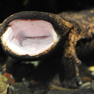 オオサンショウウオの口