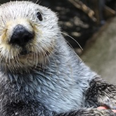 食いしん坊なラッコの「ラッキー」