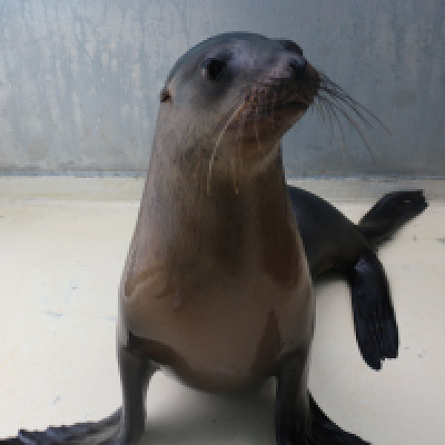 須磨海浜水族園の人気者、アシカの「ハヤト」