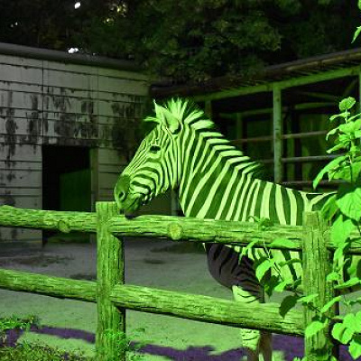 東山動物園